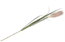 Coco Maison Pampus Grass kunstbloem H120cm 