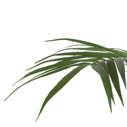 Coco Maison Kentia Palm plant H210cm