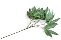 Coco Maison Eucalyptus branch H95cm accessoire
