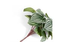 Coco Maison Peperomia Bush H25cm kunstbloem accessoire