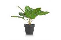 Coco Maison Calathea Orbifolia H45cm kunstplant accessoire