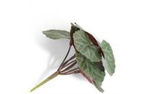 Coco Maison Saxifrage Mini Bush H13cm kunstbloem accessoire