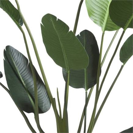 Henders en Hazel Strelitzia Nicolai H150cm