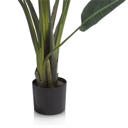 Henders en Hazel Strelitzia Nicolai H150cm