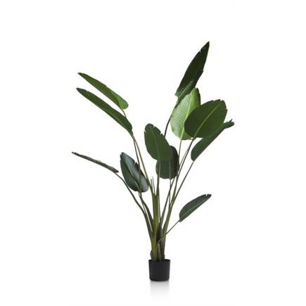 Henders en Hazel Strelitzia Nicolai H150cm