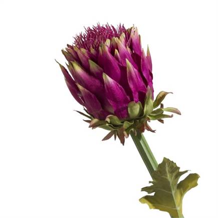 Henders en Hazel Artichoke Stem H80cm