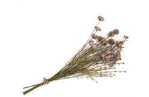 Henders en Hazel COCOMAISON  Dry Flower Bouquet H57cm