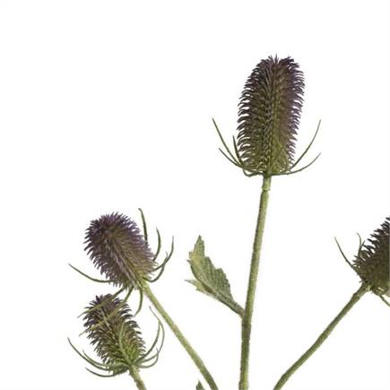 Henders en Hazel Dipsacus Spray H90cm