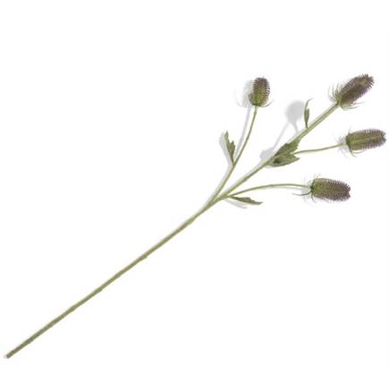 Henders en Hazel Dipsacus Spray H90cm