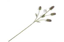 Henders en Hazel COCOMAISON  Dipsacus Spray H90cm