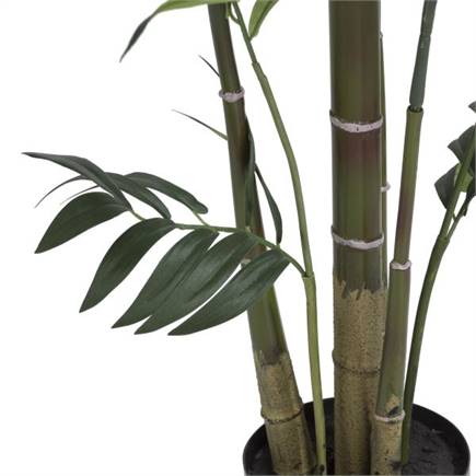 Henders en Hazel Kentia Palm plant H210cm