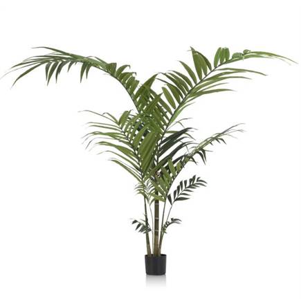 Henders en Hazel Kentia Palm plant H210cm