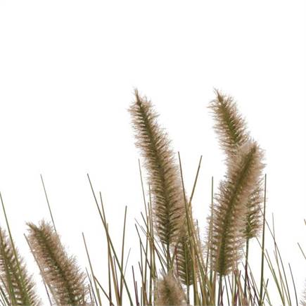 Henders en Hazel Pennisetum Grass plant H58cm