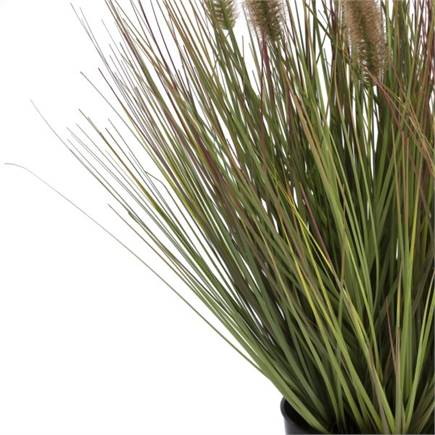 Henders en Hazel Pennisetum Grass plant H58cm