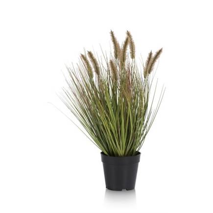 Henders en Hazel Pennisetum Grass plant H58cm