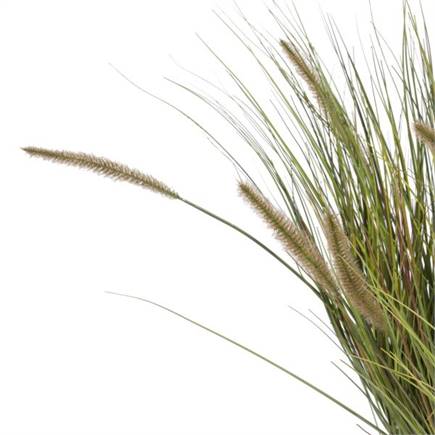 Henders en Hazel Pennisetum Grass plant H99cm