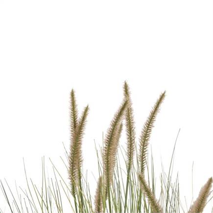 Henders en Hazel Pennisetum Grass plant H99cm