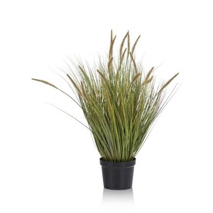 Henders en Hazel Pennisetum Grass plant H99cm