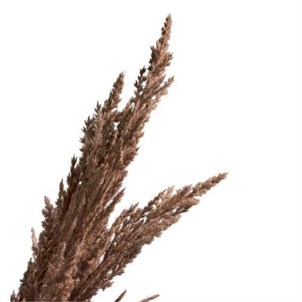 Henders en Hazel Pampas Grass Spray H115cm Bruin