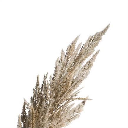 Henders en Hazel Pampas Grass Spray H115cm Cremekleurig