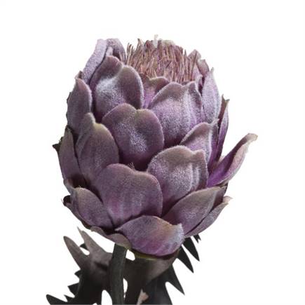 Henders en Hazel Protea Spray H63cm