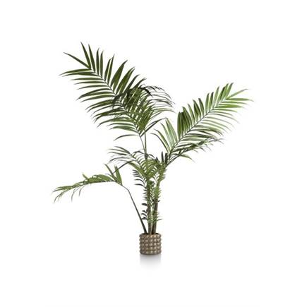 Henders en Hazel Kentia Palm H180cm