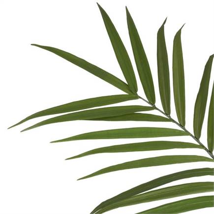 Henders en Hazel Kentia Palm H180cm