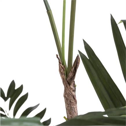 Henders en Hazel Kentia Palm H180cm