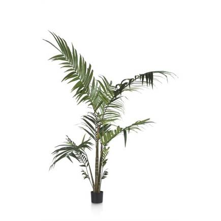 Henders en Hazel Kentia Palm H180cm