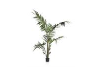 Henders en Hazel COCOMAISON  Kentia Palm H180cm