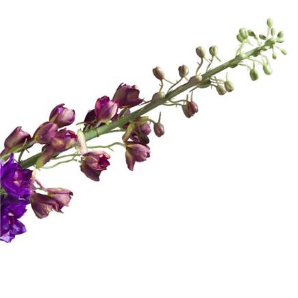 Henders en Hazel Delphinium XL Spray H130cm