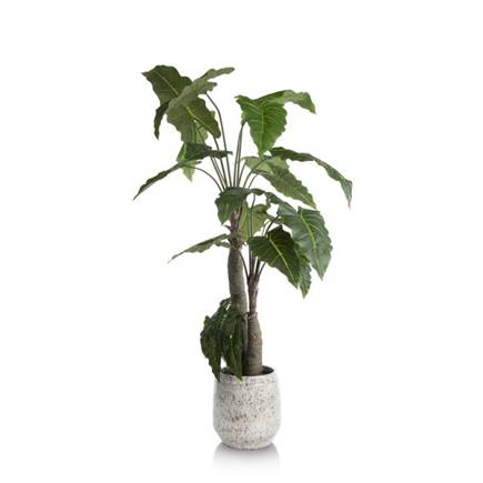 Henders en Hazel Alocasia Giant Tree H180cm kunstplant