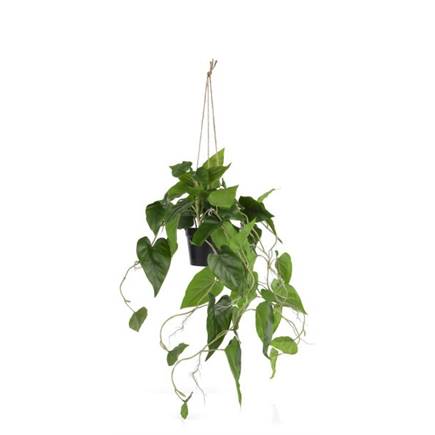 Henders en Hazel Philodendron Scandens H80cm kunstplant