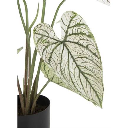 Henders en Hazel Caladium H60cm kunstplant