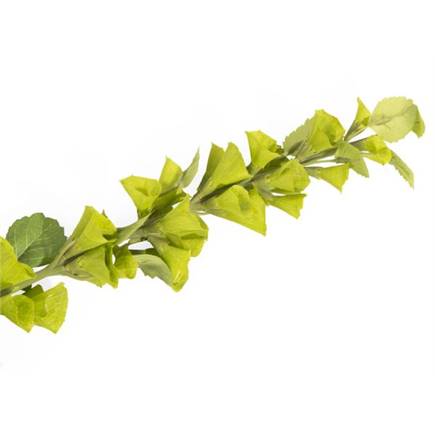 Henders en Hazel Molucella Spray H105cm kunstbloem