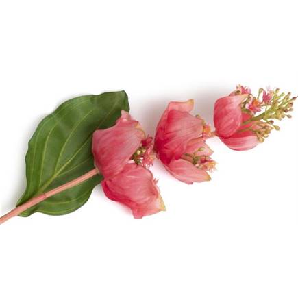 Henders en Hazel Medinilla Spray kunstbloem H110cm
