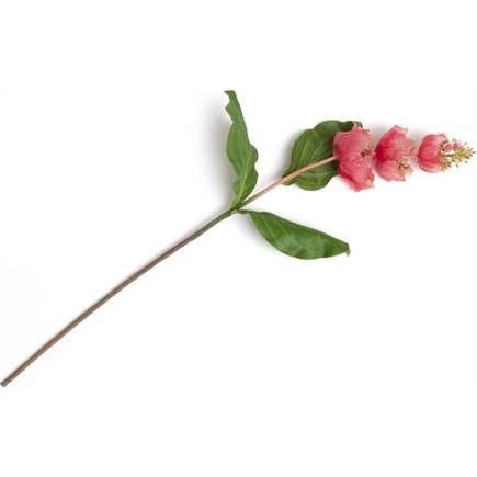 Henders en Hazel Medinilla Spray kunstbloem H110cm