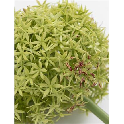 Henders en Hazel Allium spray kunstbloem H90cm