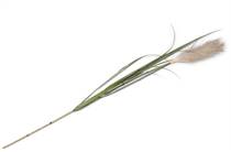 XOOON COCOMAISON  Pampus Grass kunstbloem H120cm