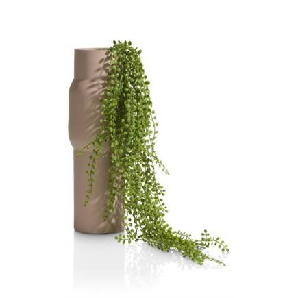 XOOON Ficus Pumila Hanging Bush - 100 cm
