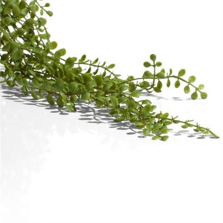 XOOON Ficus Pumila Hanging Bush - 100 cm