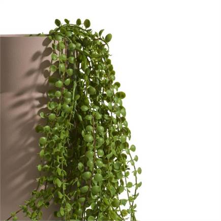 XOOON Ficus Pumila Hanging Bush - 100 cm