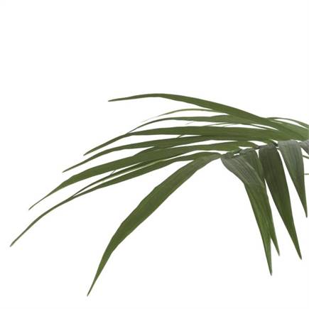 XOOON Kentia Palm plant H210cm
