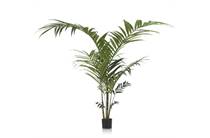 XOOON COCOMAISON  Kentia Palm plant H210cm