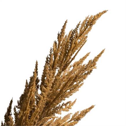 XOOON Pampas Grass Spray H115cm Roest
