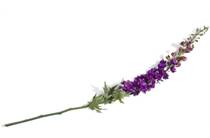 XOOON COCOMAISON  Delphinium XL Spray H130cm