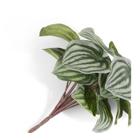 XOOON Peperomia Bush H25cm kunstbloem