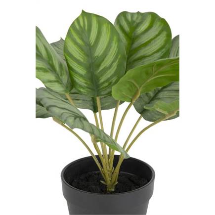 XOOON Calathea Orbifolia H45cm kunstplant