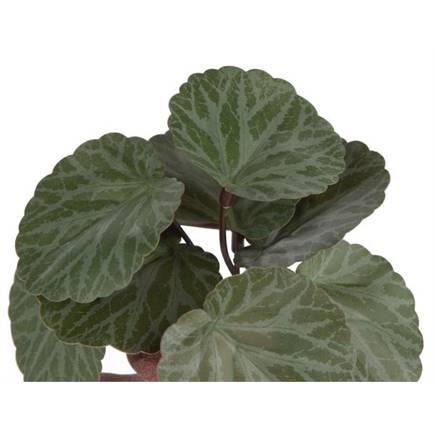 XOOON Saxifrage Mini Bush H13cm kunstbloem