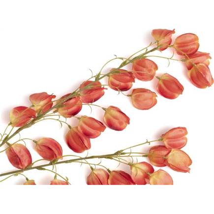 XOOON Physalis Spray kunstbloem H95cm Oranje